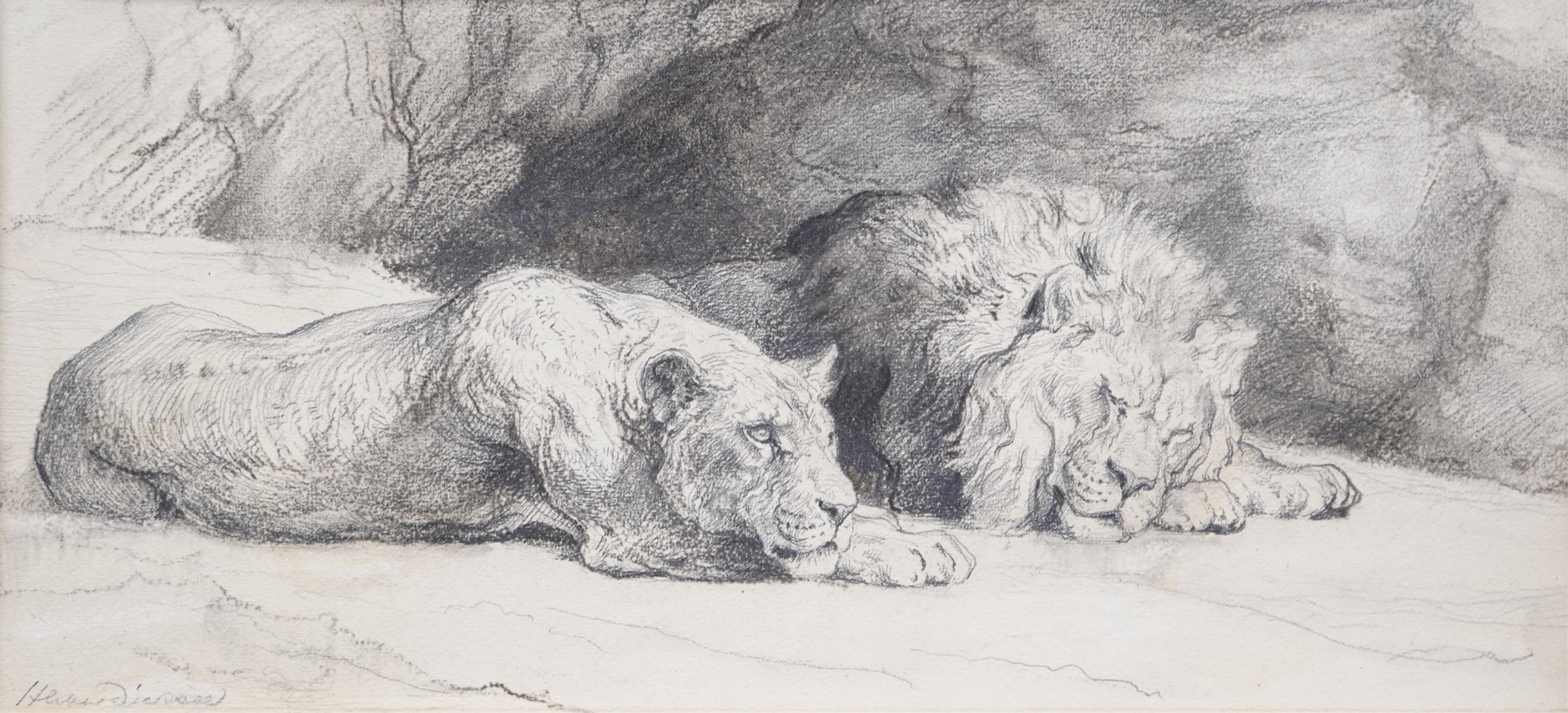 Herbert Thomas Dicksee, (1862-1942), Study of two lions resting